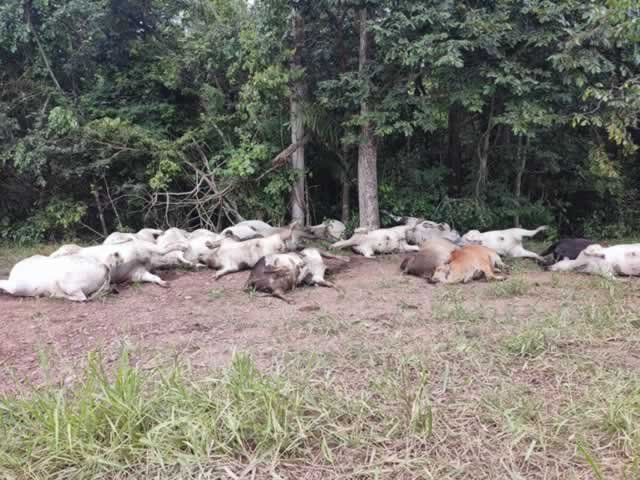 Raio mata 19 cabeças de gado em MT