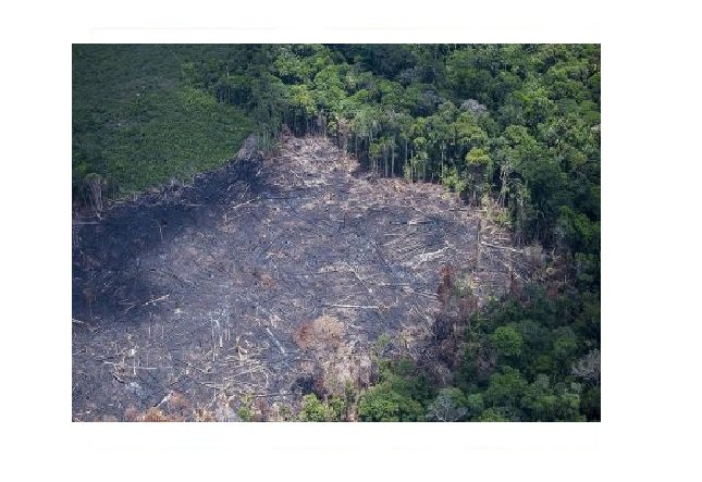 Mais de 90% do desmate em fazendas de soja em MT é ilegal
