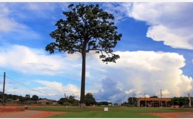 Município de Cláudia terá a maior Árvore de Natal viva de Mato Grosso
