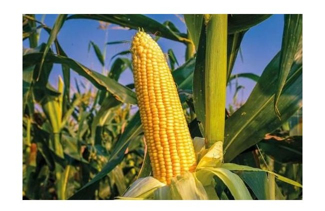 Irã quer trocar milho por fertilizantes