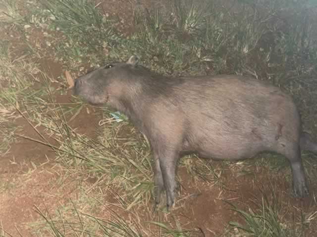 URGENTE: Em Colíder rapaz sofre acidente após bater em capivara na MT-320.