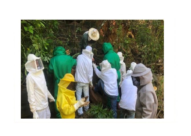 Presos aprendem técnicas de manejo de produção de mel em MT