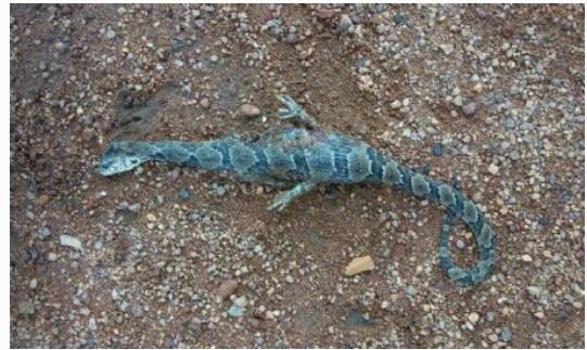 "Cobra com pernas" é morta na aldeia Tapirapé e imagem viralizou nas redes sociais