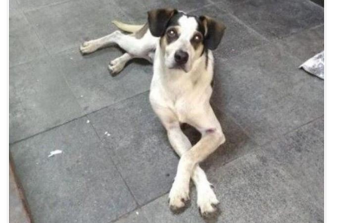 Senado aprova aumento de pena para o crime de maus-tratos a animais