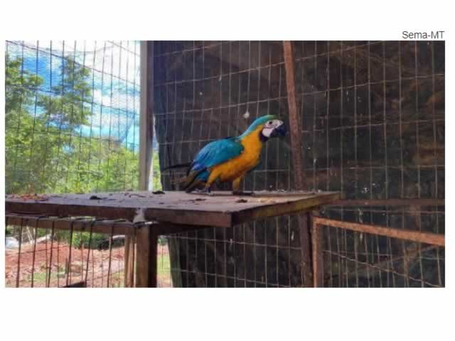 Sema disponibiliza cadastro para quem deseja ser guardião de animais silvestres