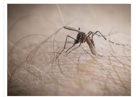 MT tem 98 cidades em alerta por dengue