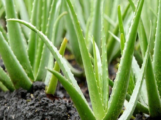 Cinco plantas medicinais fáceis de cultivar em casa