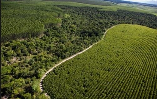 Cipem lança Manual de Procedimentos para aprimorar as atividades do setor florestal