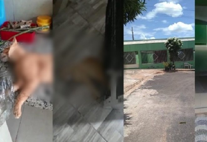 Mulher mata gato enforcado e manda vídeo para a mãe