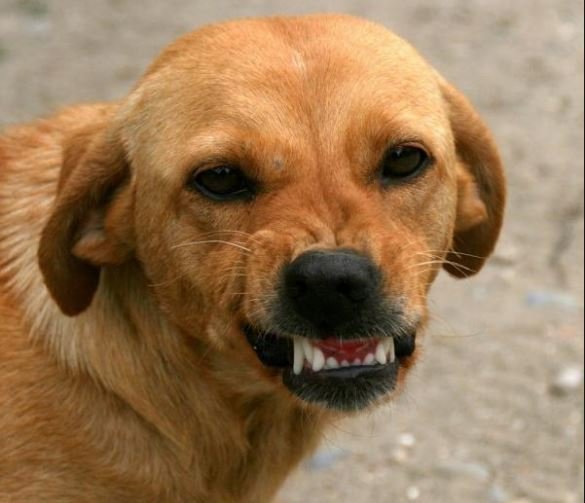 Indígena em Colíder e atacada por cão solto.