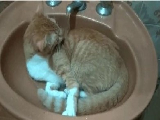 Gato ama água e briga com tutora para abrir torneiras em MT