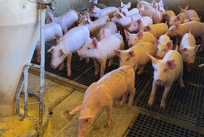 Crise na suinocultura de MT faz produtores abandonarem atividade