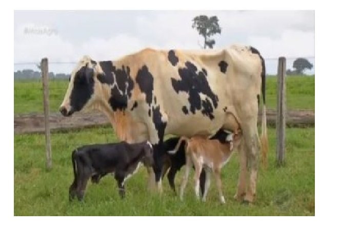 Vaca dá à luz três bezerros de forma natural em Colíder