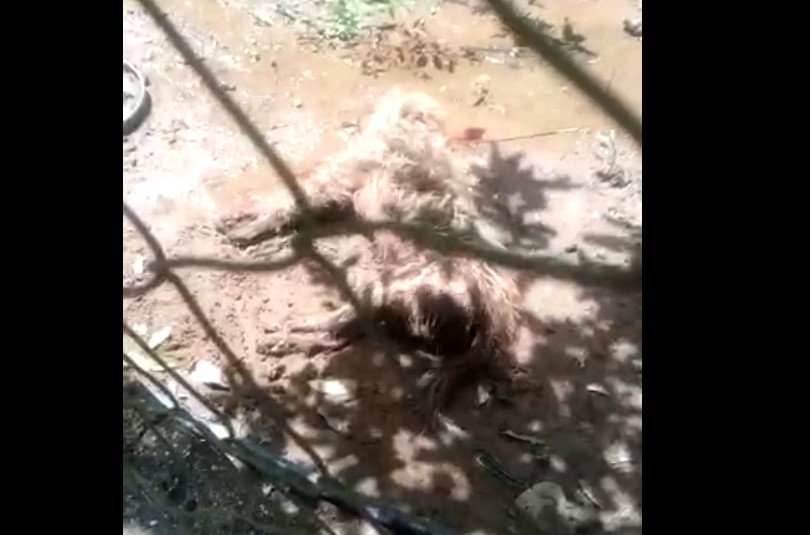 Idoso em Colíder e denunciado na polícia após matar um cão e deixar outro bastante ferido.