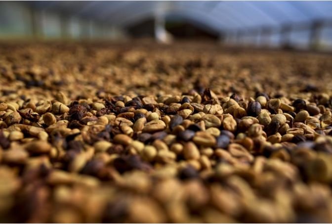Produção de café aumenta 13,9% em MT