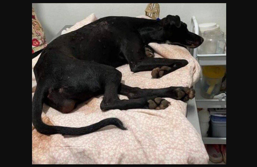 Cadela em MT morre com sinais de violência sexual