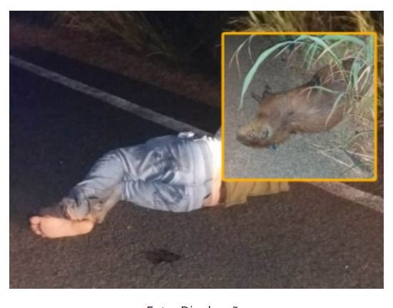 Mototaxista de Alta Floresta fica ferido após bater em capivara na MT-320