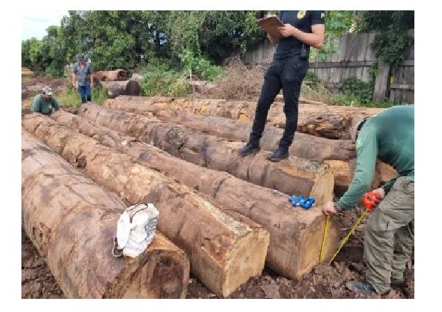 PF prende empresário em flagrante com madeira ilegal em MT
