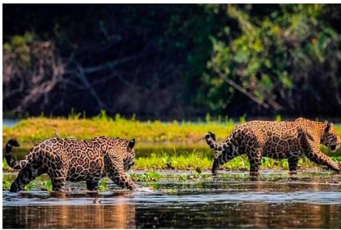 PL prevê proteção à onça e indenização a pecuaristas que tiverem prejuízo com ataques ao rebanho