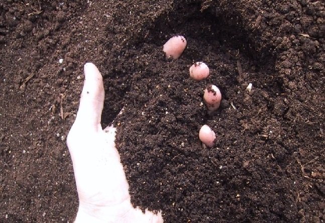 Diferentes tipos de terra? Entenda qual pode ser o melhor para sua planta