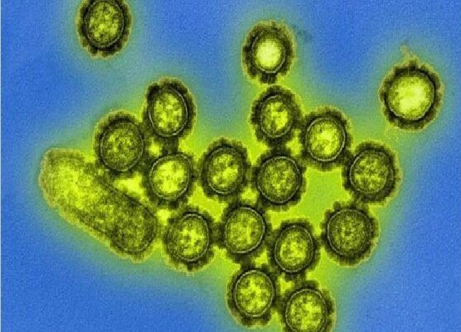 Brasil tem recorde de morte por gripe; há risco de nova onda