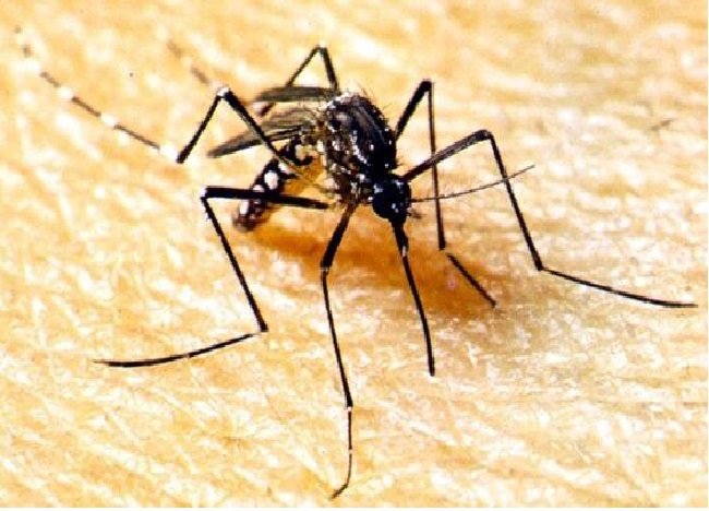 Centro-Oeste vive surto de dengue; MT aumento de 100%