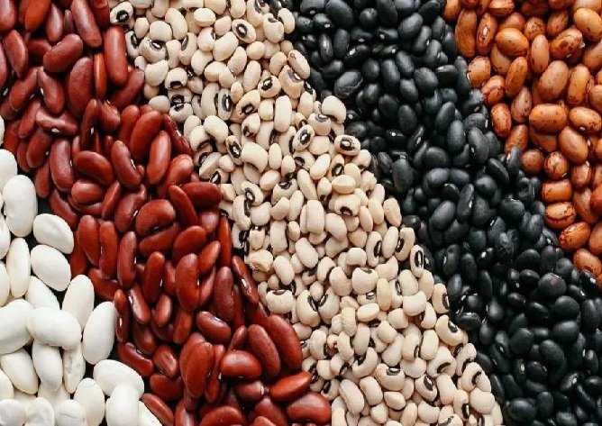 Potencial de produção de Mato Grosso é destaque no Fórum Brasileiro do Feijão