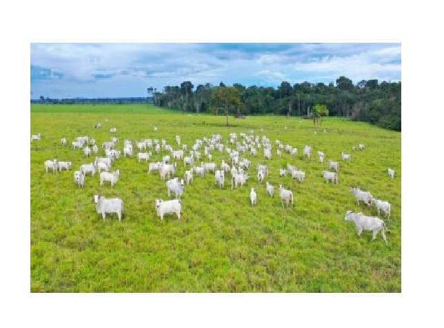 Abate de bovinos aumenta 2,64% em MT no mês de março