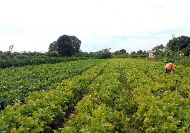 Seguro rural registra 217 mil apólices contratadas em 2021