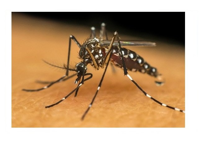 Vacina contra dengue passa por testes em Mato Grosso