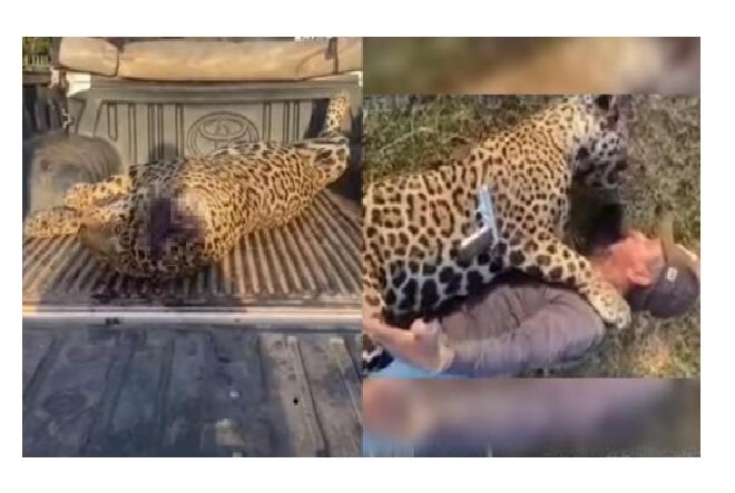 TJ reduz R$ 350 mil de fiança e matador de onça é solto