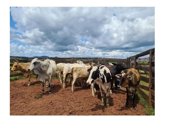 Agropecuária cobra R$ 2,8 mi da Energisa por prejuízos com falta de energia