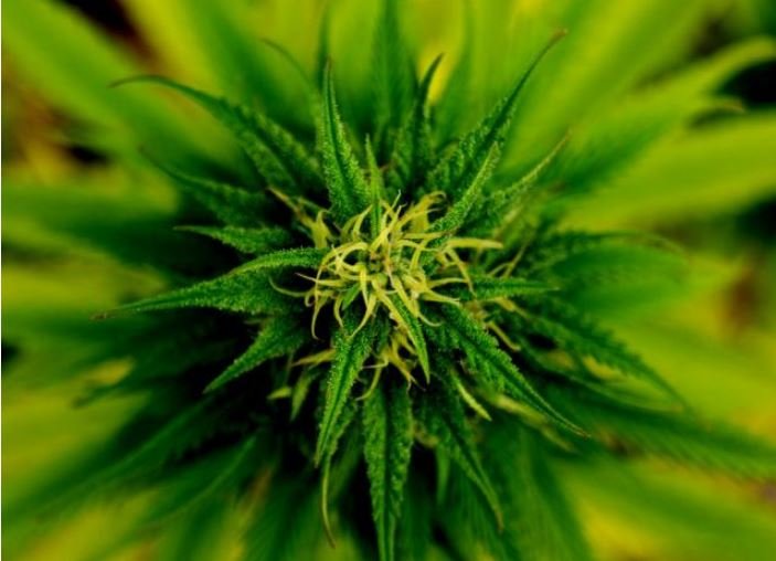Dona da Ambev pesquisa produzir bebidas à base de maconha