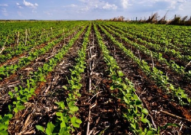 CPI aponta que sonegação fiscal no agronegócio ultrapassa R$ 800 milhões em três anos
