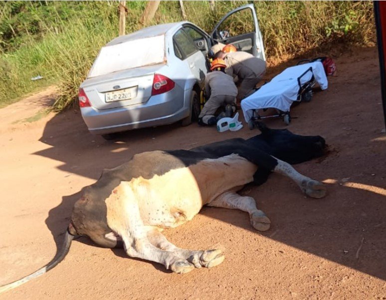 Homem com carro atropela e mata touro em Colíder, o animal morreu. (Fotos)