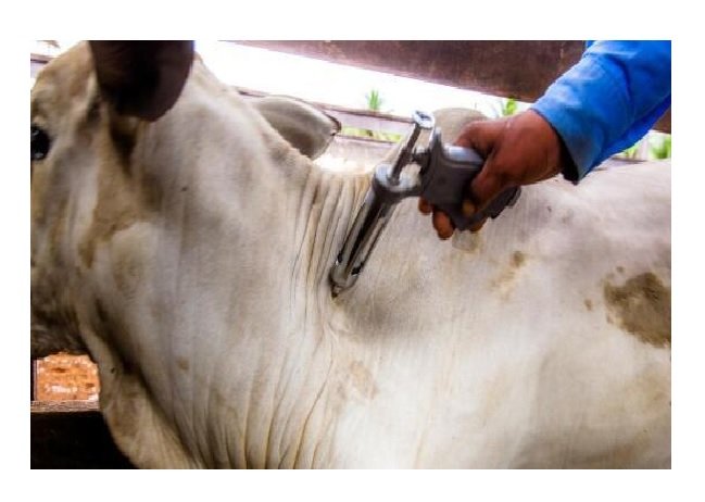 Presidente do Indea destaca abertura de novos mercados e maior valorização da carne mato-grossense