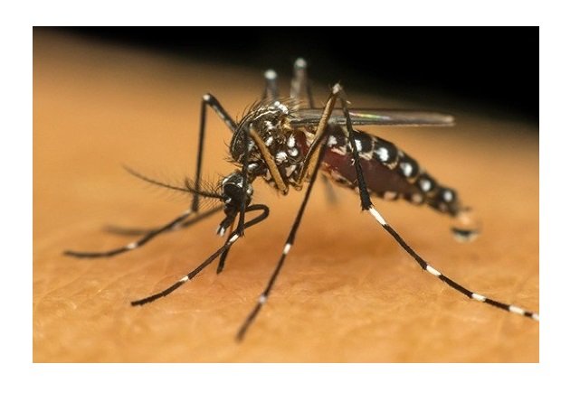 Mato Grosso tem aumento de 160% nos casos de dengue nos quatro primeiros meses de 2022