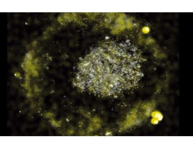 Esta bactéria come metais tóxicos e “defeca ovos de ouro”, deixando os cientistas perplexos