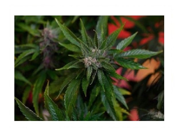 AL decide liberação da maconha em MT