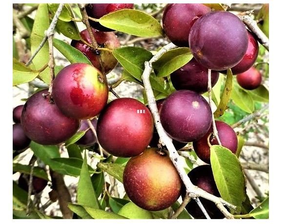CAMU-CAMU - FRUTA C/ O SEGUNDO MAIOR TEOR DE VITAMINA C DO MUNDO