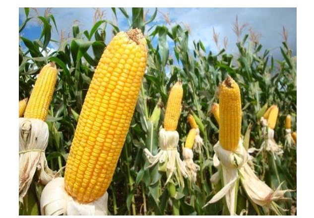 Produção nacional de milho deve alcançar novo recorde