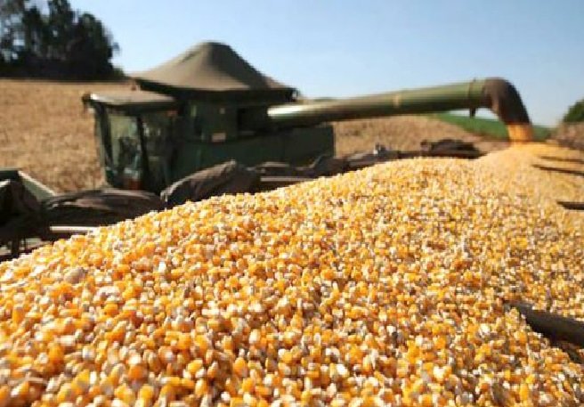 Antecipação histórica da colheita de milho em Mato Grosso