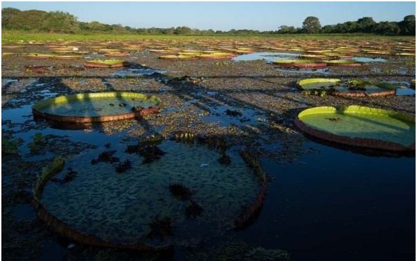 Mato Grosso recebe R$ 60 milhões da Alemanha e Reino Unido por redução na emissão de carbono
