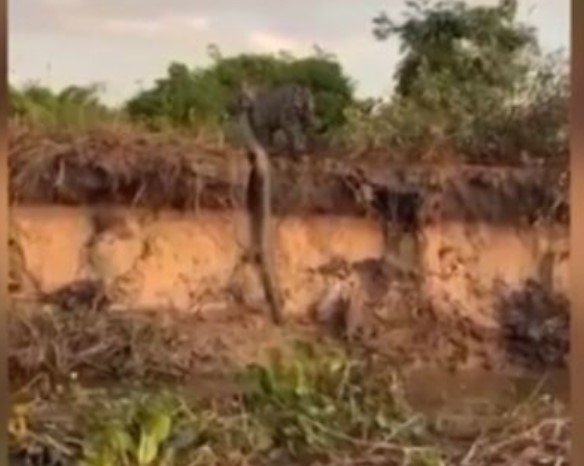Mãe onça mata sucuri de cerca de 4 metros para ensinar filhote a caçar no Pantanal