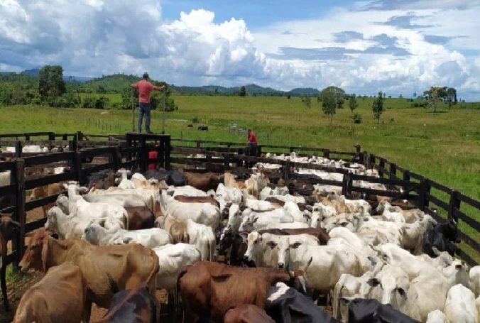 Polícia prende golpista que deu prejuízo de R$ 2 milhões a pecuaristas