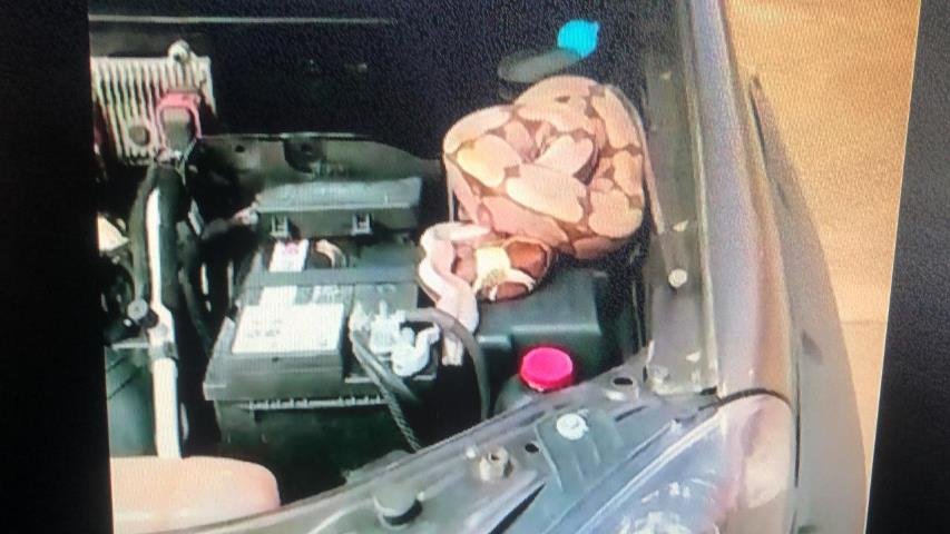 Corpo de Bombeiros de Colíder realizaram a captura de cobra dentro do capô de um carro. (Vídeo)