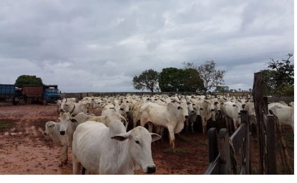 Bando faz gerente de fazenda e família reféns por três dias e rouba 400 cabeças de gado
