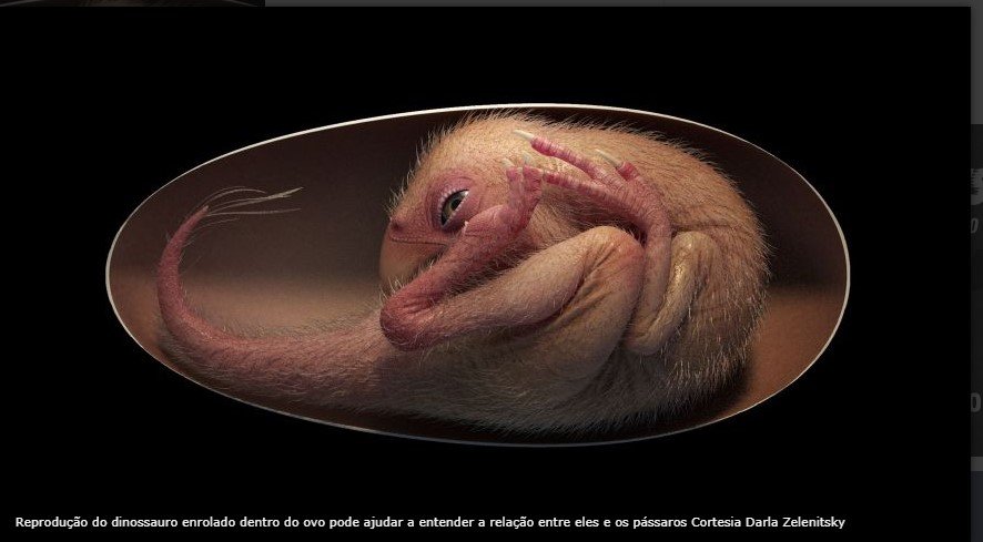 Dinossauro bebê perfeitamente preservado é descoberto enrolado dentro de ovo