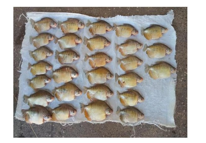 Batalhão Ambiental apreende 87 unidades de pescado irregular