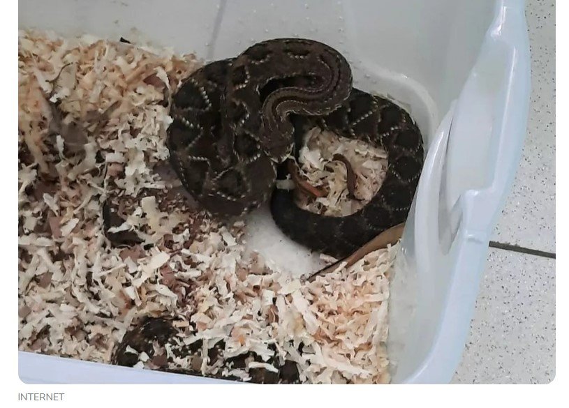 MT é o 3° estado do país com mais ataques de cobra e baixo estoque de soro antiofídico preocupa municípios